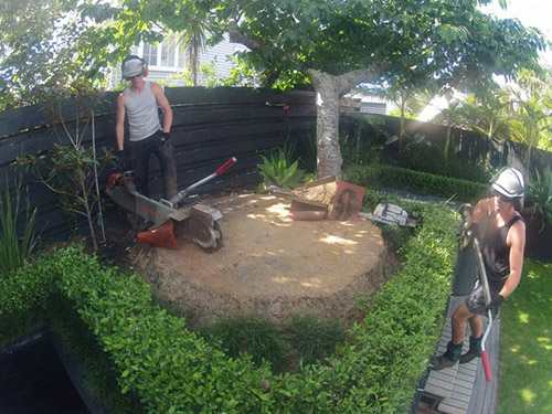 Tree Stump Removal and tree stump grinding company